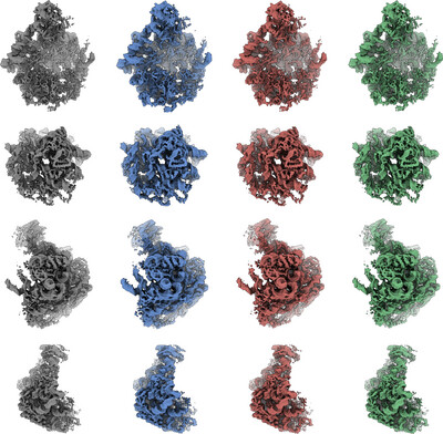 Efficient high-resolution refinement in cryo-EM with stochastic gradient descent Issue 7, 2025