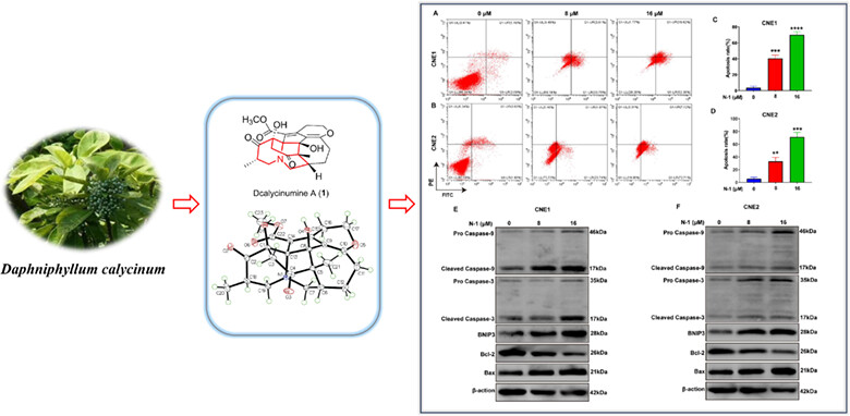 Dcalycinumines A—E, Alkaloids with Cytotoxic Activities of Nasopharyngeal Carcinoma Cells from Daphniphyllum calycinum