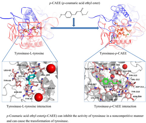 Tyrosinase inhibition by p-coumaric acid ethyl ester identified from camellia pollen