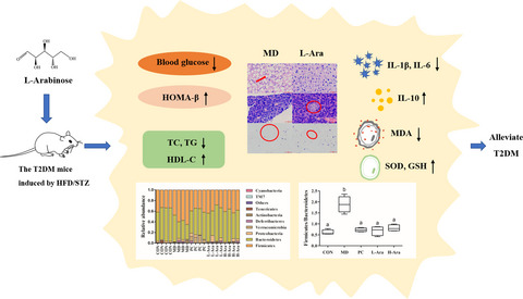 Effects of L-arabinose by hypoglycemic and modulating gut microbiome in a high-fat diet- and streptozotocin-induced mouse model of type 2 diabetes mellitus