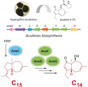 The Biosynthesis of Norsesquiterpene Aculenes Requires Three Cytochrome P450 Enzymes to Catalyze a Stepwise Demethylation Process