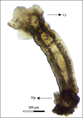 Details are in the caption following the image Details are in the caption following the image