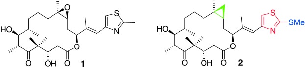 Design, Synthesis, and Biological Properties of Highly Potent Epothilone B Analogues