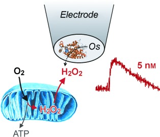 Electrochemical Monitoring of the Early Events of Hydrogen Peroxide Production by Mitochondria