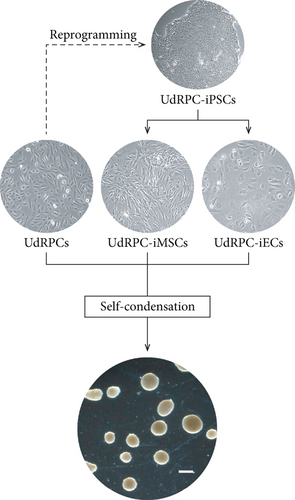 Details are in the caption following the image