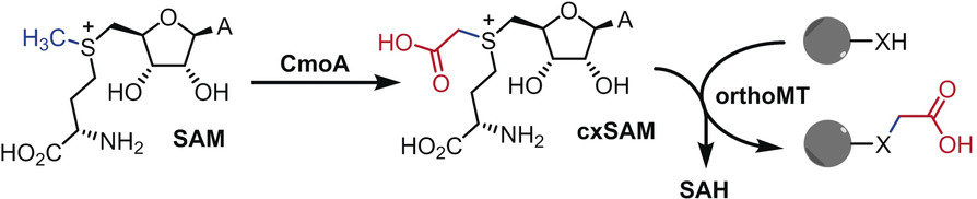 Engineering Orthogonal Methyltransferases to Create Alternative Bioalkylation Pathways