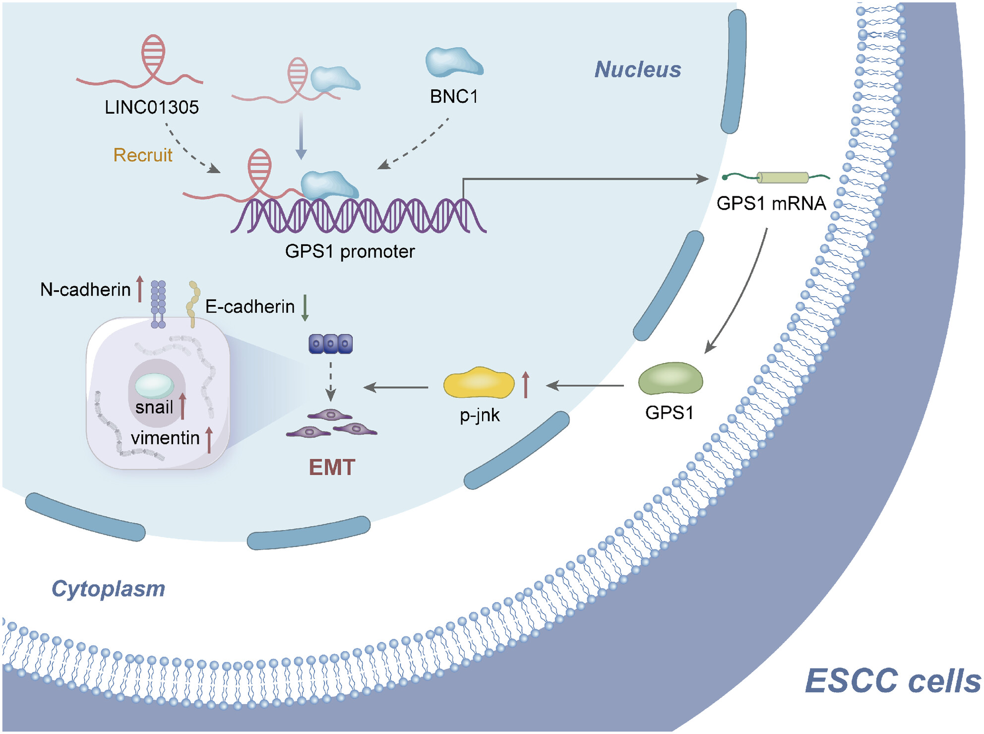 LINC01305 recruits basonuclin 1 to act on G-protein pathway suppressor 1 to promote esophageal squamous cell carcinoma