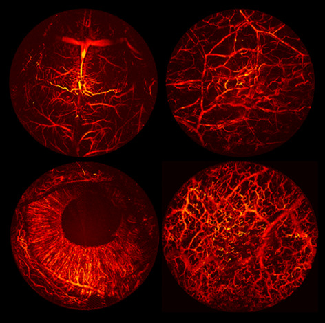 Portable optical-resolution photoacoustic microscopy for volumetric imaging of multiscale organisms