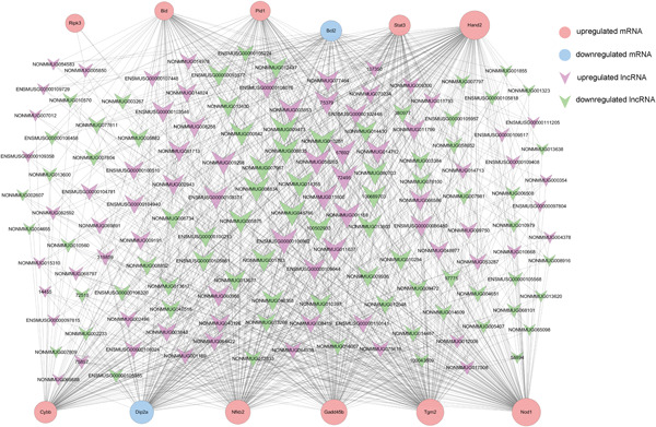 Identification of mitochondrial function-associated lncRNAs in septic mice myocardium