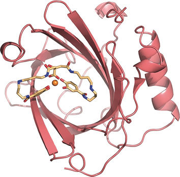 Reprogramming Human Siderocalin To Neutralize Petrobactin, the Essential Iron Scavenger of Anthrax Bacillus