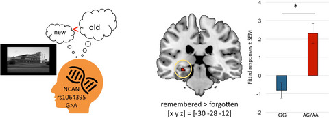 Neurocan genome-wide psychiatric risk variant affects explicit memory performance and hippocampal function in healthy humans