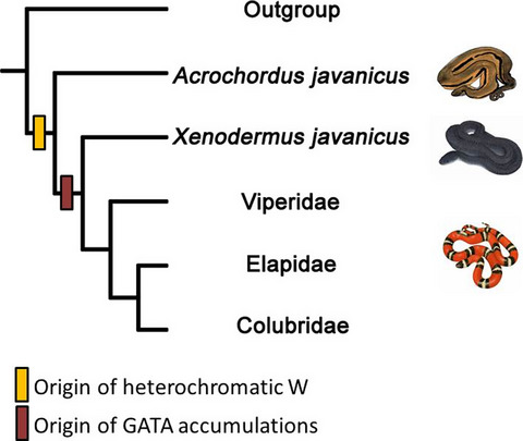 Cytogenetics of the Javan file snake (Acrochordus javanicus) and the evolution of snake sex chromosomes