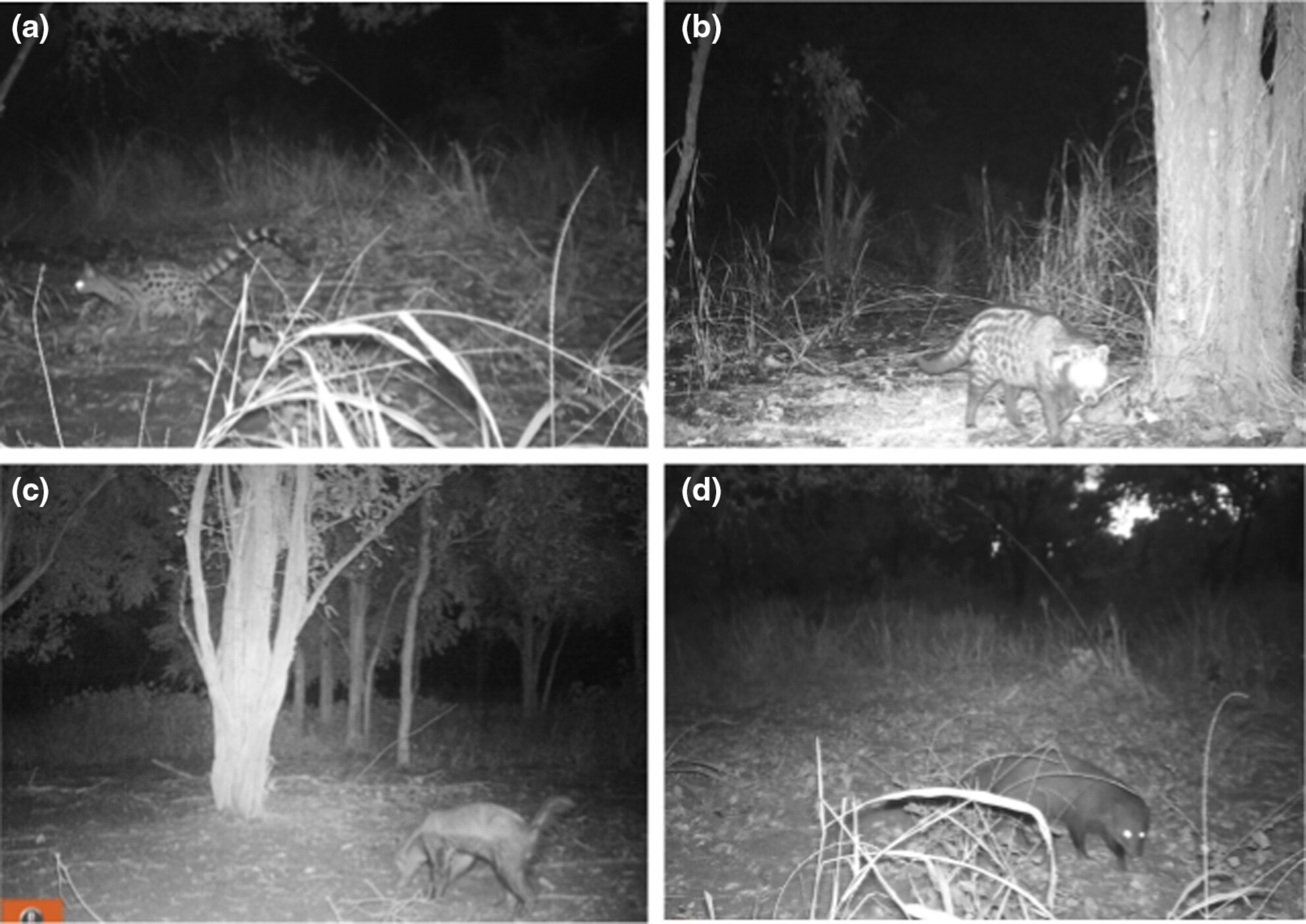 Limited spatiotemporal niche partitioning among mesocarnivores in Gorongosa National Park, Mozambique
