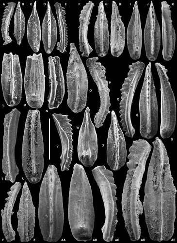 Details are in the caption following the image Details are in the caption following the image