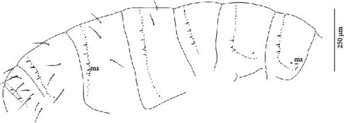 Details are in the caption following the image Details are in the caption following the image