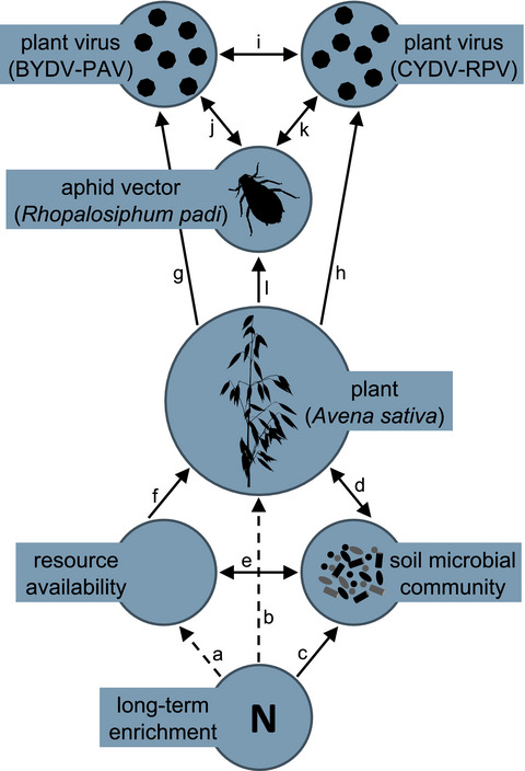 Long-term nitrogen enrichment mediates the effects of nitrogen supply and co-inoculation on a viral pathogen