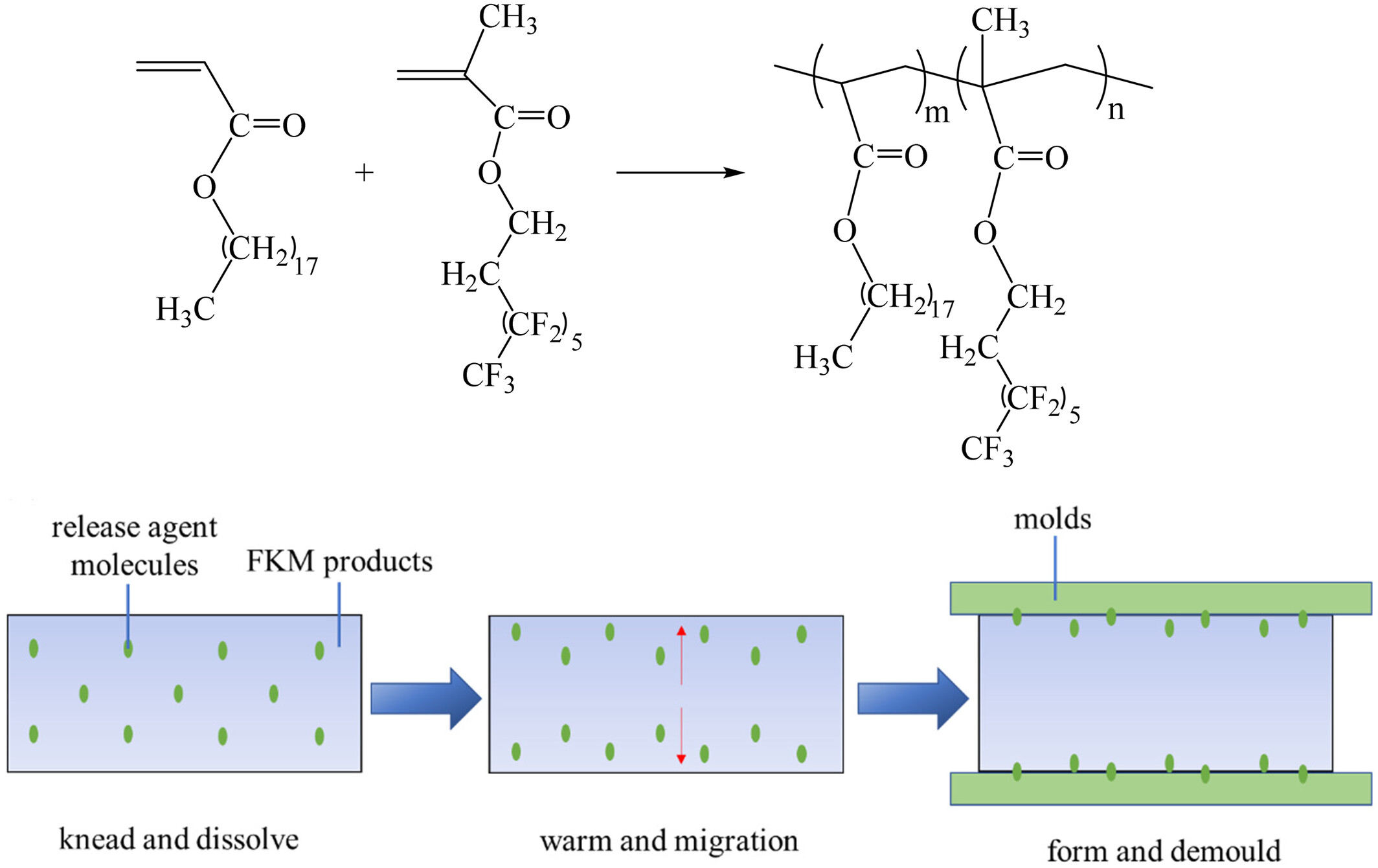 Synthesis and Conformational Relationship of New Fluorinated Acrylate Polymer-Based Internal Mold Release Agents