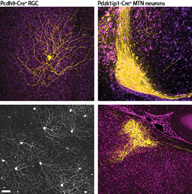 Genetic access to neurons in the accessory optic system reveals a role for Sema6A in midbrain circuitry mediating motion perception