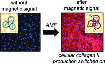 Conversion of Magnetic Impulses into Cellular Responses by Self-Assembled Nanoparticle–Vesicle Hydrogels