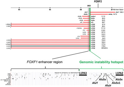LINE- and Alu-containing genomic instability hotspot at 16q24.1 associated with recurrent and nonrecurrent CNV deletions causative for ACDMPV