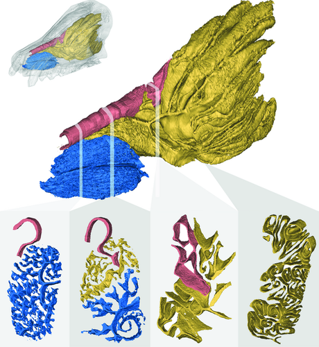 Details are in the caption following the image Details are in the caption following the image