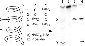 Selective Detection of 5-Methylcytosine Sites in DNA