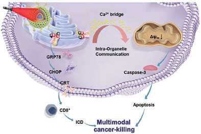 Bionanoparticles with In Situ Nitric Oxide Release for Precise Modulation of ER-TRPV1 Ion Channels in Multimodal Killing of Glioblastoma