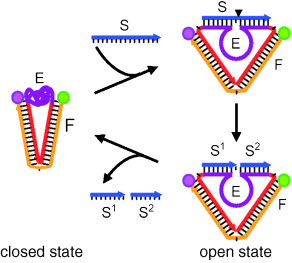 An Autonomous DNA Nanomotor Powered by a DNA Enzyme
