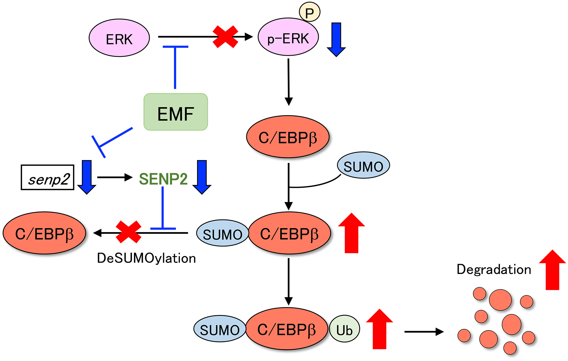 The suppression of the differentiation of adipocytes with Mallotus furetianus is regulated through the posttranslational modifications of C/EBPβ
