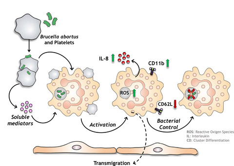 Brucella abortus–infected platelets modulate the activation of neutrophils