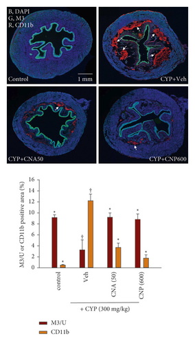 Details are in the caption following the image Details are in the caption following the image