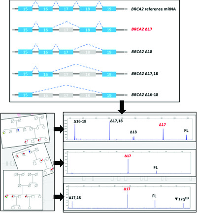 Characterization of spliceogenic variants located in regions linked to high levels of alternative splicing: BRCA2 c.7976+5G > T as a case study