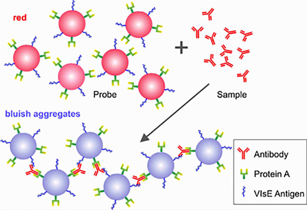 Two-Protein Modified Gold Nanoparticles for One-Step Serological Diagnosis