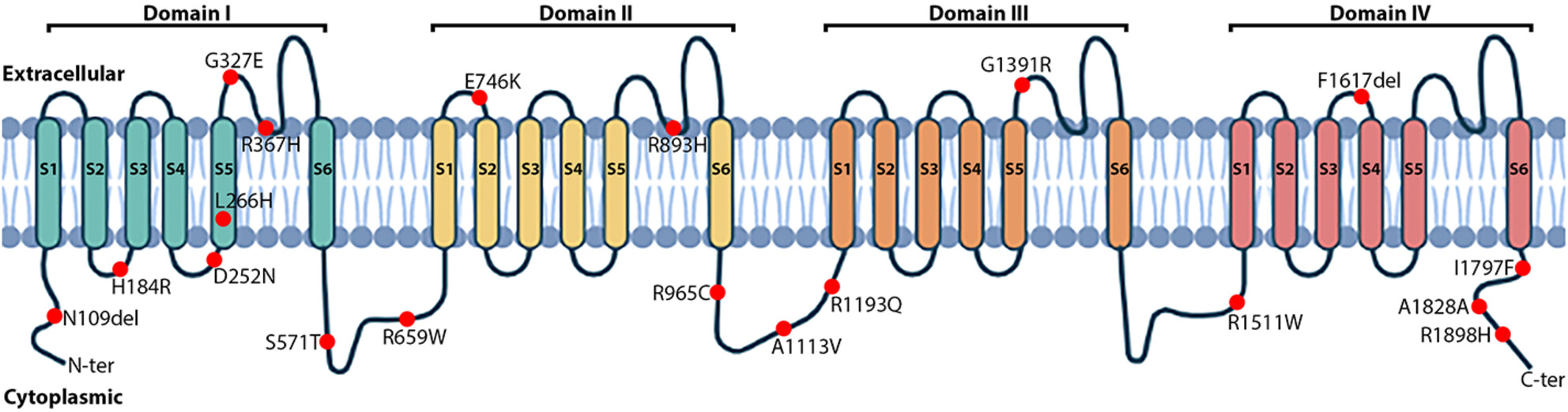 In silico validation revealed the role of SCN5A mutations and their genotype–phenotype correlations in Brugada syndrome