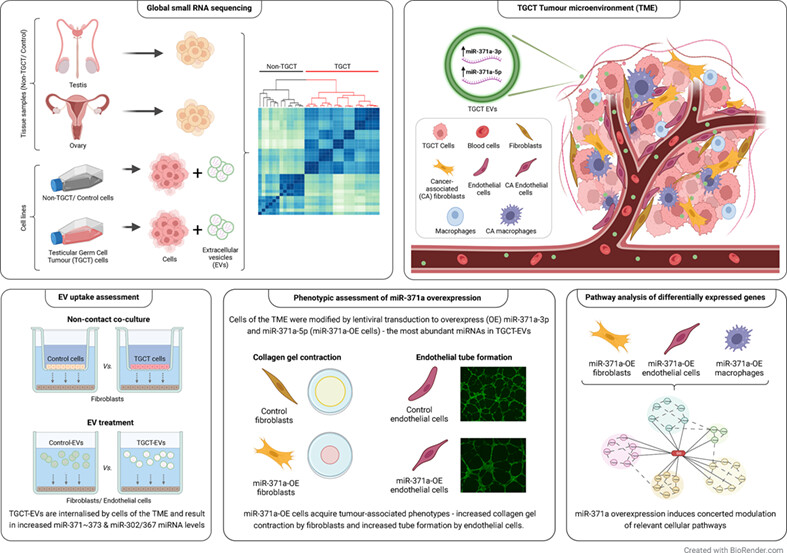 Testicular germ cell tumour cells release microRNA-containing extracellular vesicles that induce phenotypic and genotypic changes in cells of the tumour microenvironment