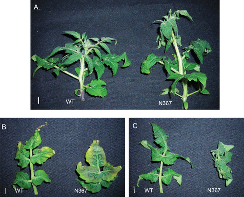 Details are in the caption following the image Details are in the caption following the image