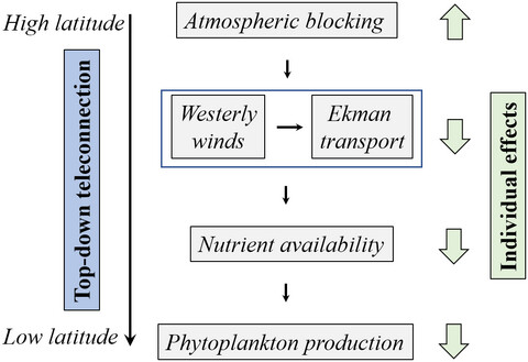 Phytoplankton decline in the eastern North Pacific transition zone associated with atmospheric blocking