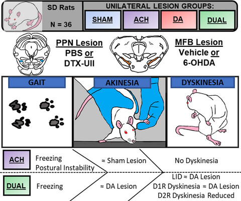 Effects of pedunculopontine nucleus cholinergic lesion on gait and dyskinesia in hemiparkinsonian rats