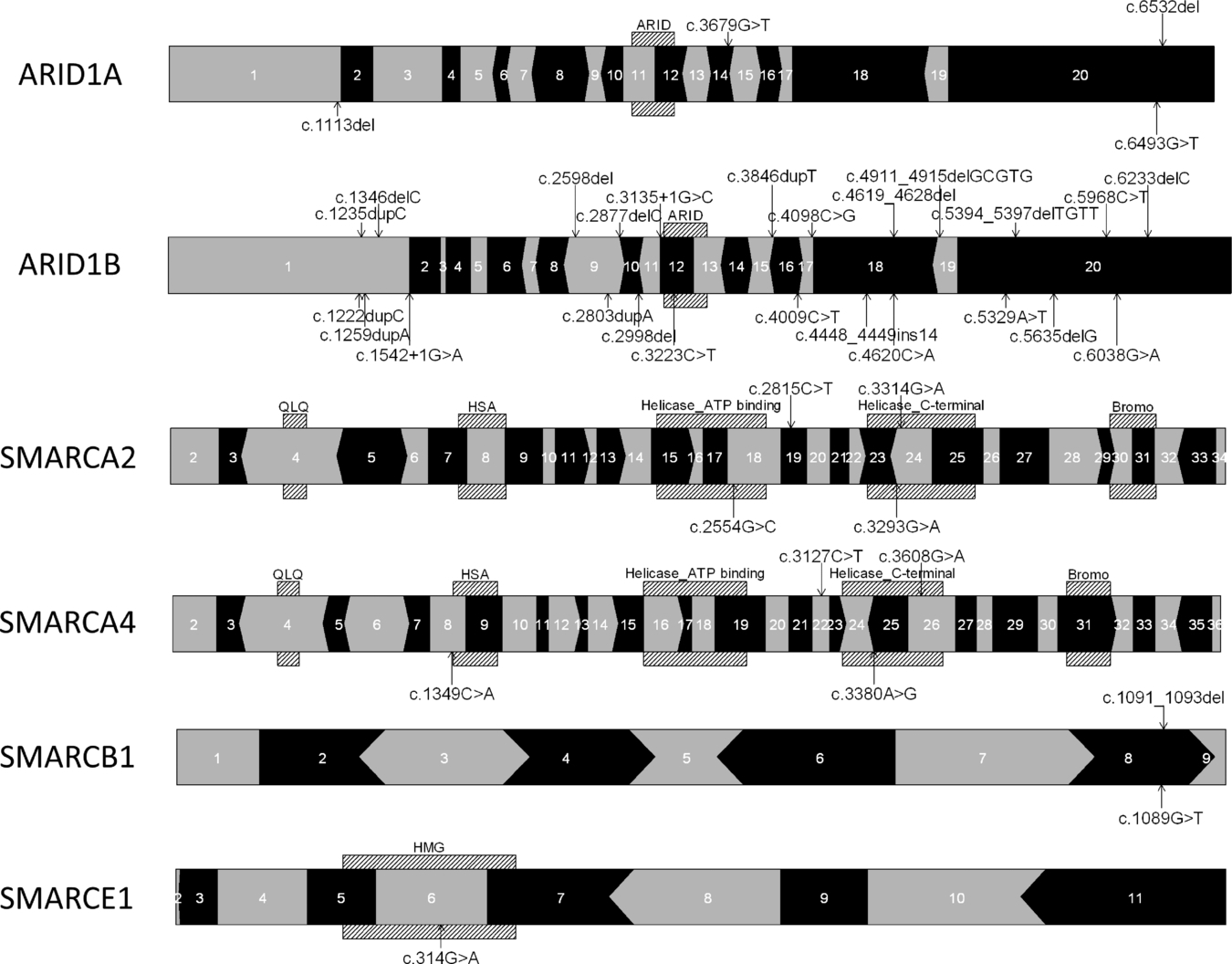 Coffin–Siris Syndrome and the BAF Complex: Genotype–Phenotype Study in 63 Patients