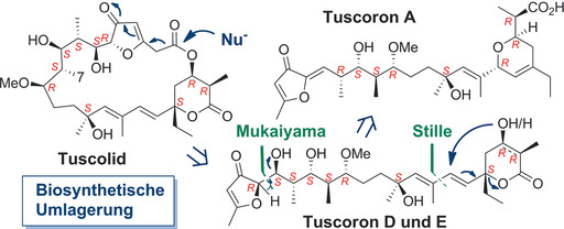 Stereochemical Determination of Tuscolid/Tuscorons and Total Synthesis of Tuscoron D and E: Insights into the Tuscolid/Tuscoron Rearrangement