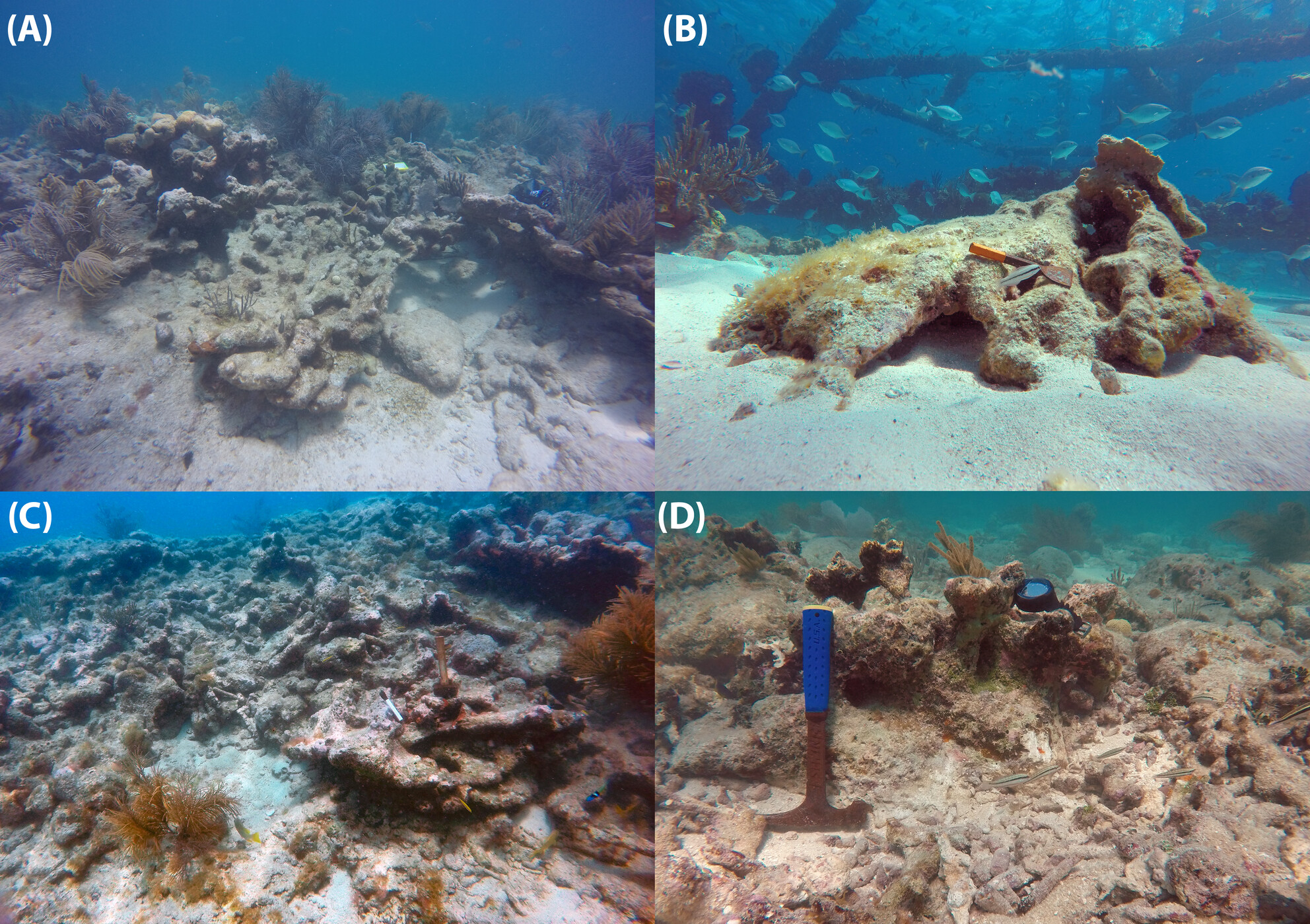 Discovery of Late Holocene-aged Acropora palmata reefs in Dry Tortugas National Park, Florida, USA: The past as a key to the future?