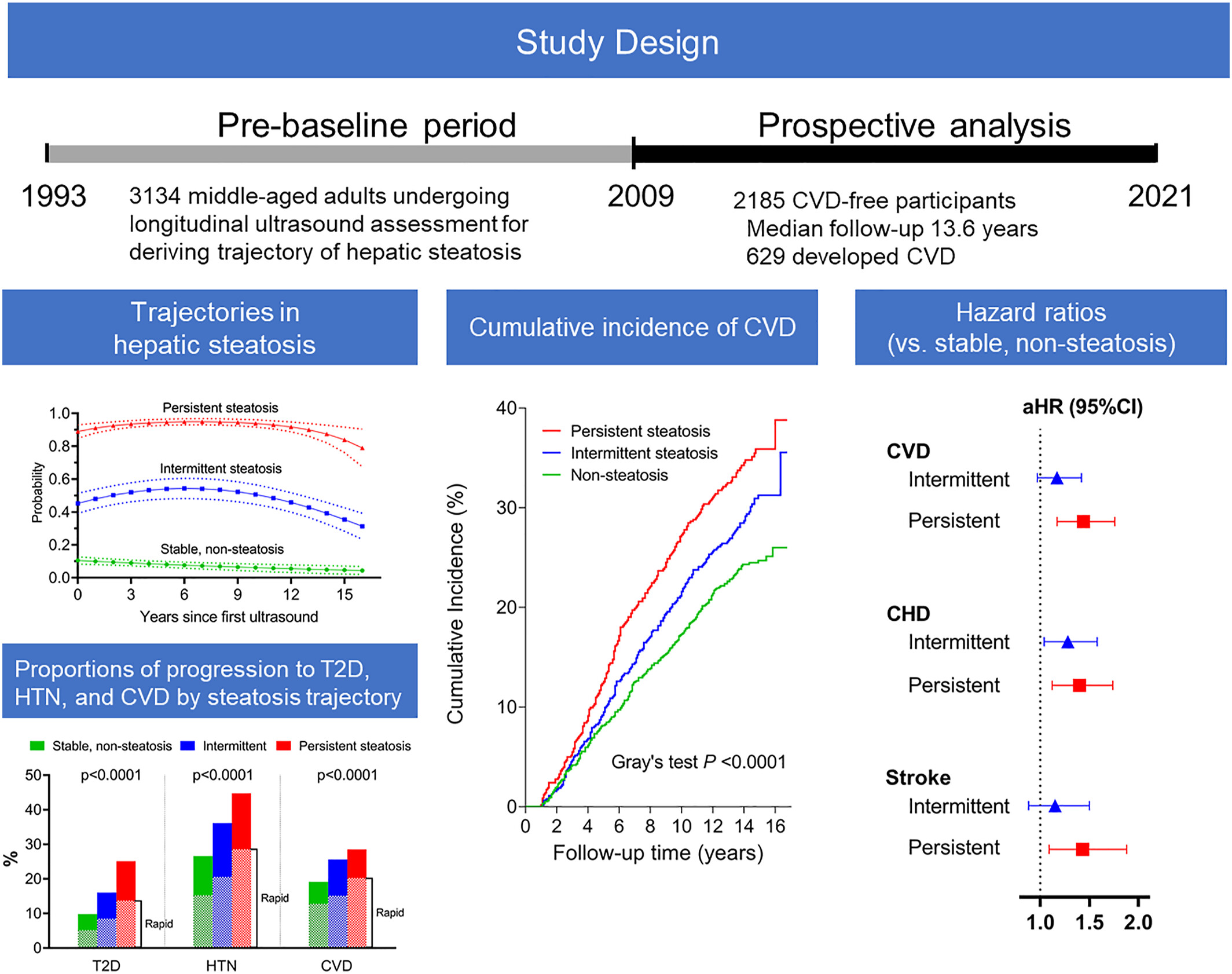 Trajectories of hepatic steatosis and incidence of cardiovascular disease over a 29-year follow-up