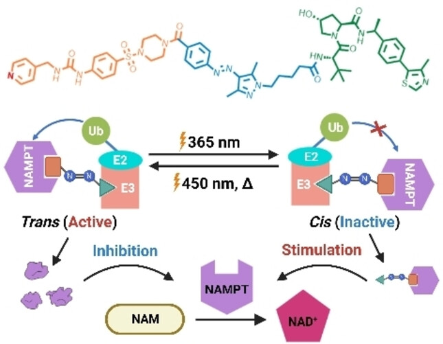 Photoswitchable PROTACs for Reversible and Spatiotemporal Regulation of NAMPT and NAD+