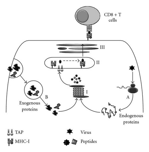 Details are in the caption following the image