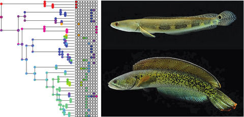 Snakehead (Teleostei: Channidae) diversity and the Eastern Himalaya biodiversity hotspot