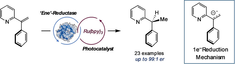 Photoenzymatic Hydrogenation of Heteroaromatic Olefins Using ‘Ene’-Reductases with Photoredox Catalysts