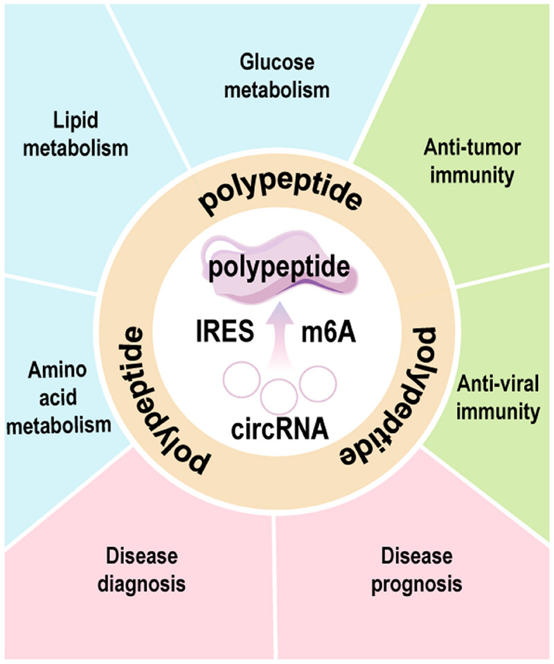 Peptide Drug: Design and Clinical Applications