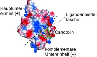 Micelle-Based Brain-Targeted Drug Delivery Enabled by a Nicotine Acetylcholine Receptor Ligand