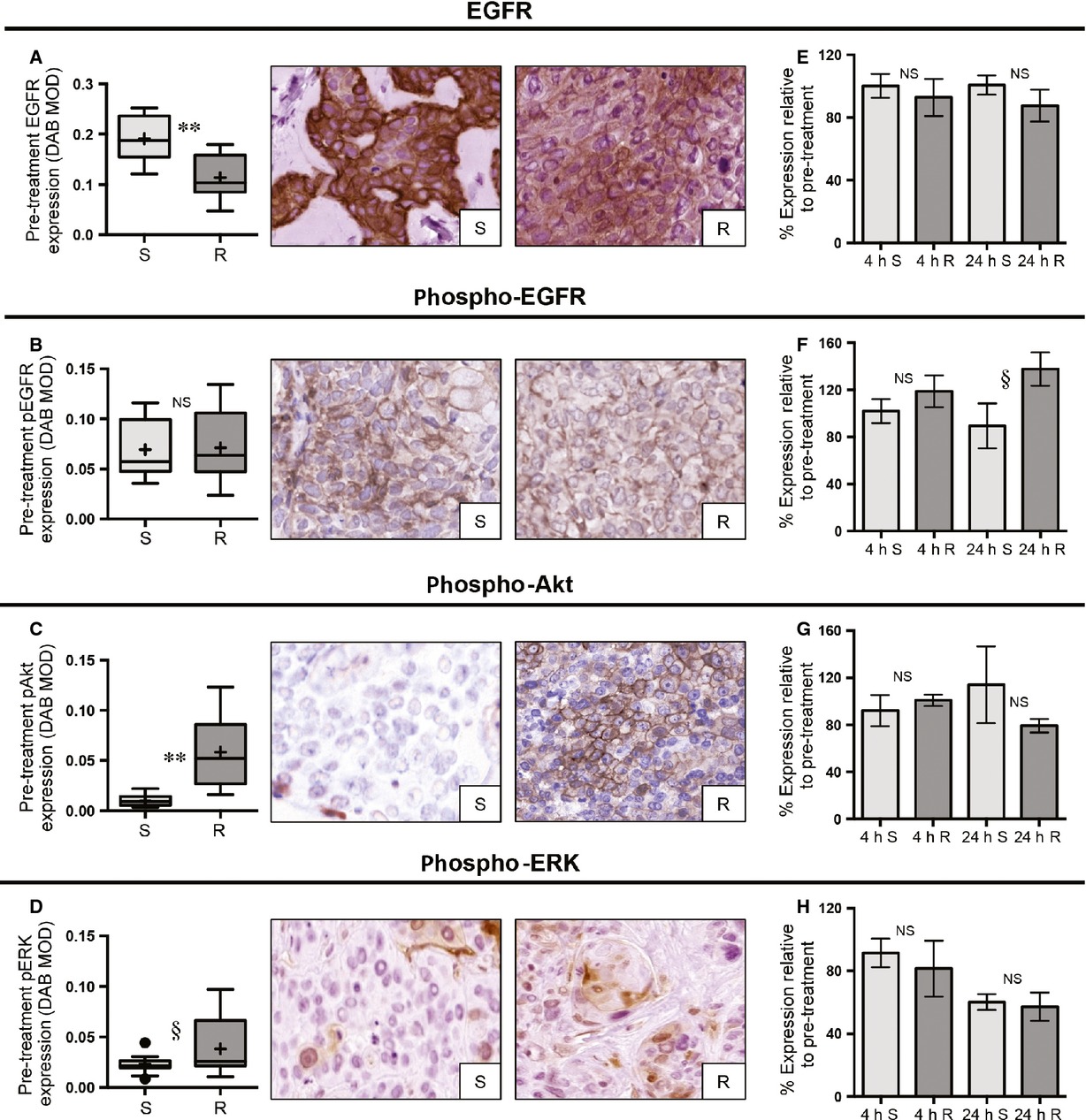 Xenograft assessment of predictive biomarkers for standard head and neck cancer therapies
