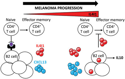 Upregulation of IL4-induced gene 1 enzyme by B2 cells during melanoma progression impairs their antitumor properties